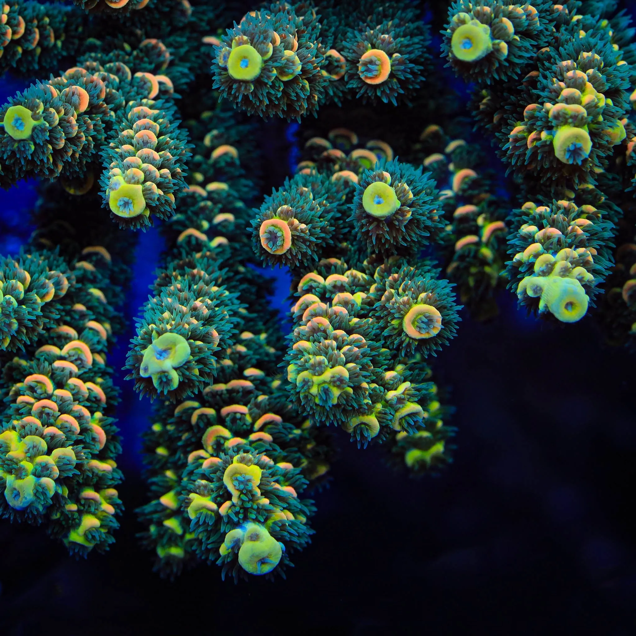 TSA Sour Twist Tenuis Acropora Coral