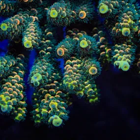 TSA Sour Twist Tenuis Acropora Coral